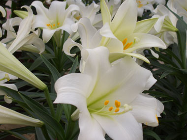 Lilium-longiflorum-Easter-lily